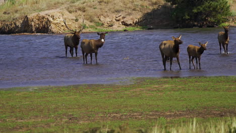 Herd-of-wild-tagged-elk-with-baby-in-water-slow-motion-30fps