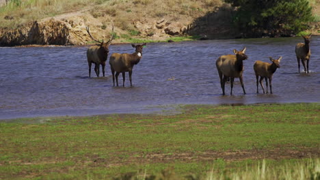 Herde-Wild-Markierter-Elche-Mit-Baby-Im-Wasser,-Zeitlupe-30-Fps