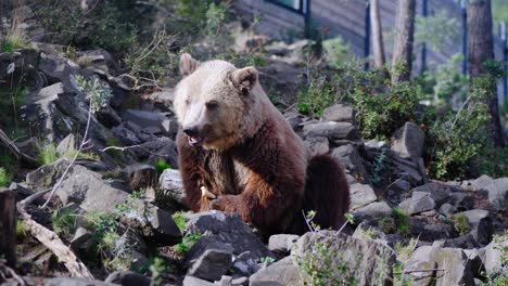 Static-shot-of-a-brown-bear-sitting-down-on-the-uneven-rocky-terrain-looking-for-food