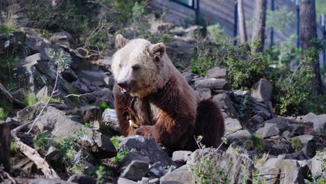 static shot of a brown bear sitting down on the uneven rocky terrain looking for food