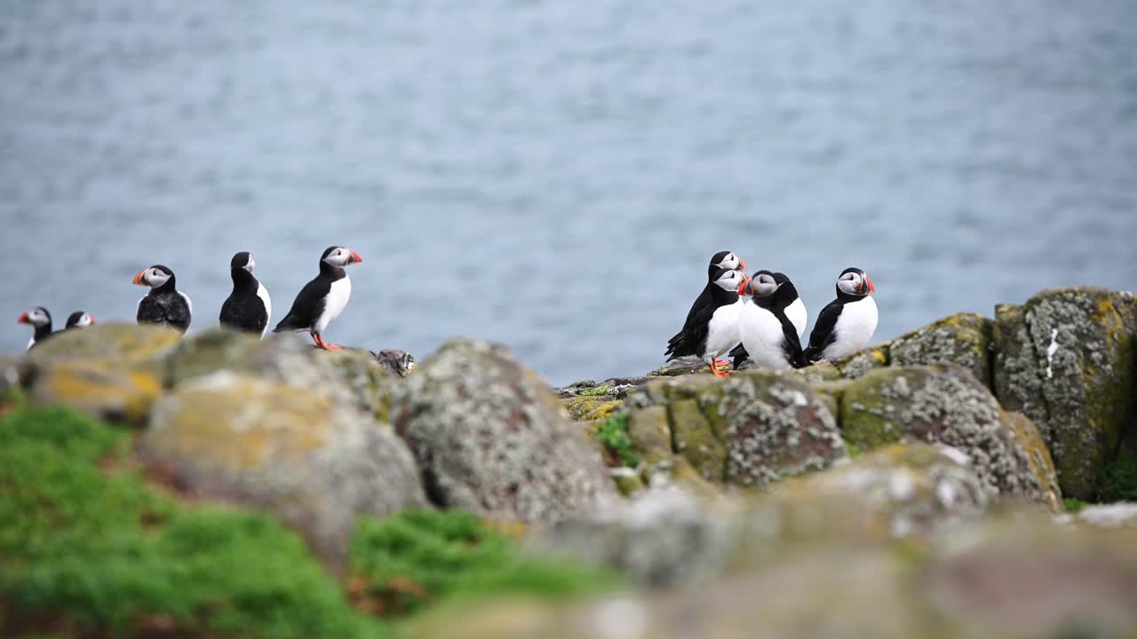 dos pequeños grupos de frailecillos atlánticos descansando sobre las rocas con el océano al fondo