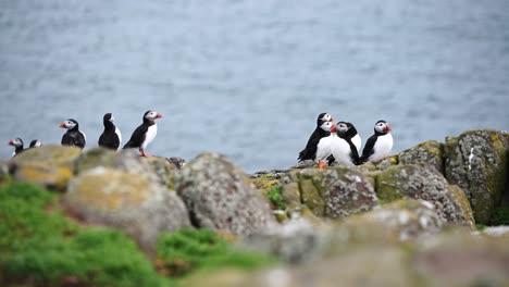 Dos-Pequeños-Grupos-De-Frailecillos-Atlánticos-Descansando-Sobre-Las-Rocas-Con-El-Océano-Al-Fondo