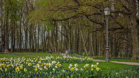 Aufnahme-In-Einem-Garten-Mit-Gelb-weiß-Blühenden-Tulpen-Und-Narzissen-Mit-Vorbeigehenden-Menschen-Im-Zeitraffer