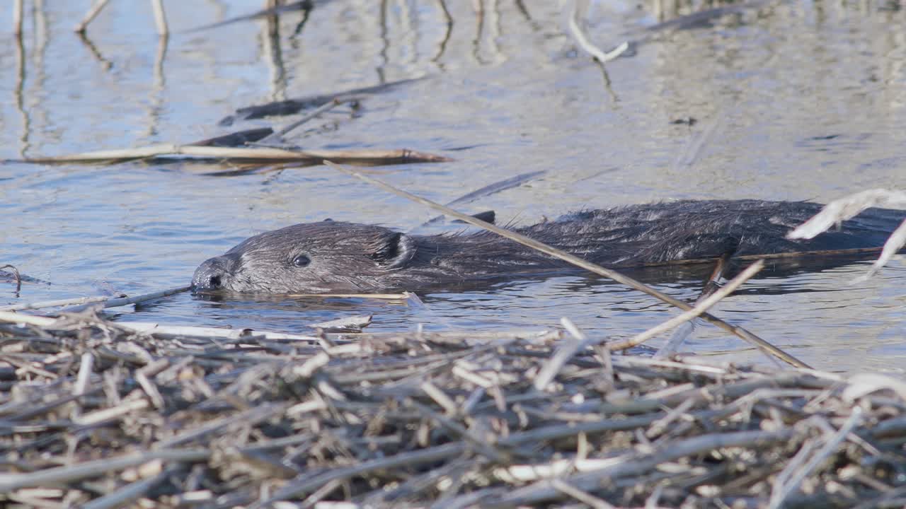 castor salvaje nadando en el lago y haciendo salpicaduras