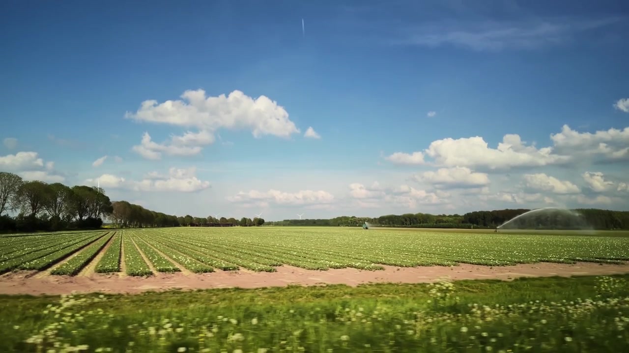 Driving past irrigated tulip fields and wind turbines under a blue sky with clouds.