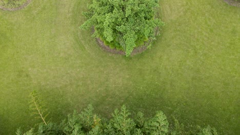 drone aerial view of garden with lawn and green plant bamboo forests