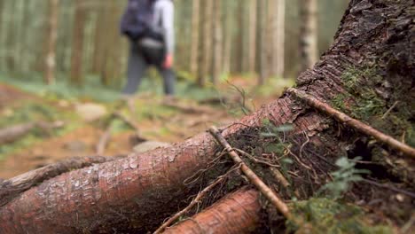 Close-up-of-the-roots-of-a-spruce-tree,-with-in-the-background-a-man-backpacking-his-journey-through-the-forest