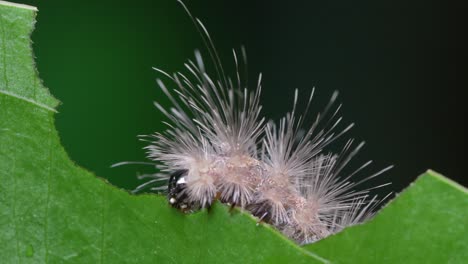 moth caterpillar eating plant leaf