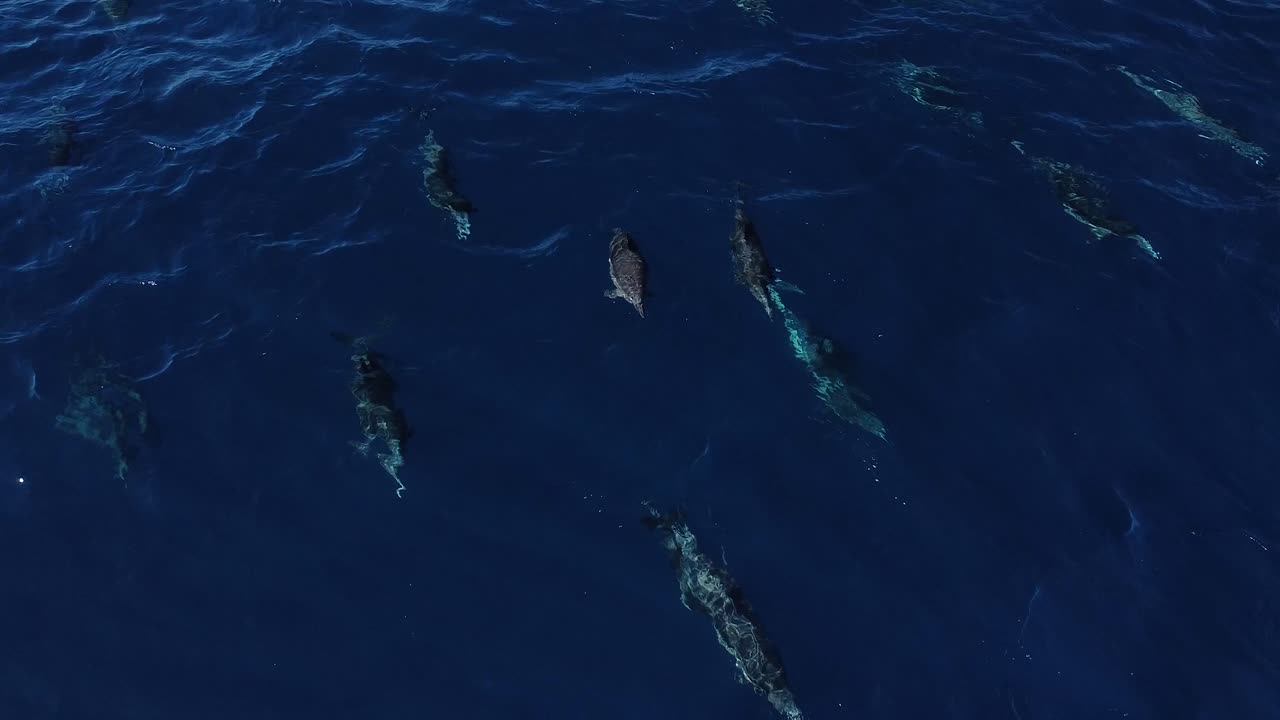 오션사이드에서 일반적인 돌고래의 무인 항공기 보기