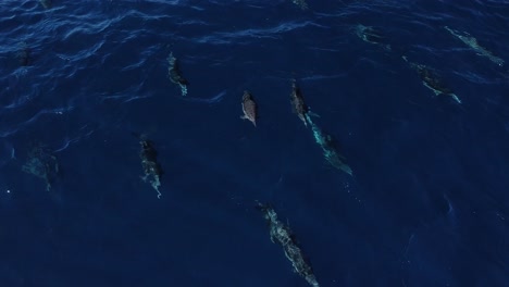 drone view of common dolphins in oceanside