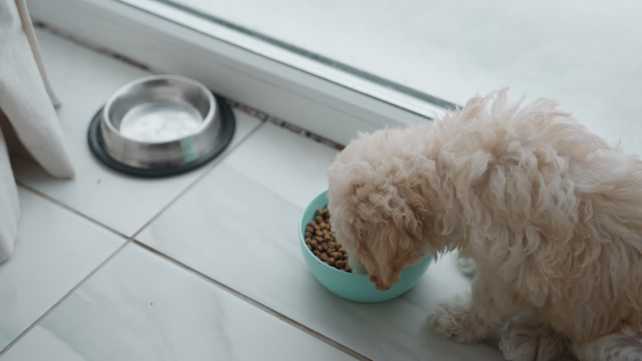 High angle view of poodle puppy eating from bowl of kibble beside frosted window with snowy yard beyond natural light illuminating curly fur and tiled floor in quiet cozy morning kitchen scene