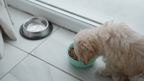 high angle view of poodle puppy eating from bowl of kibble beside frosted window with snowy yard beyond natural light illuminating curly fur and tiled floor in quiet cozy morning kitchen scene