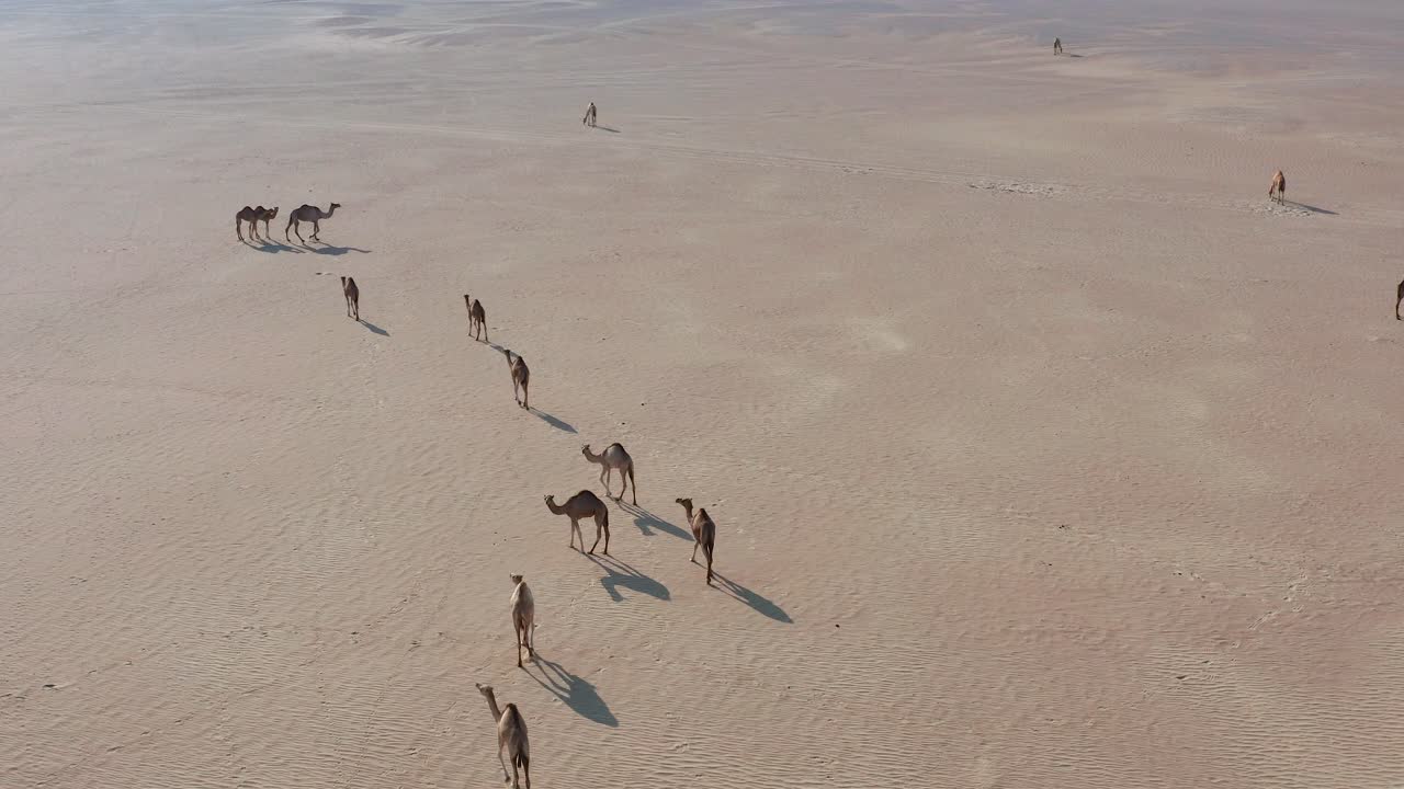 toma aérea de un rebaño de camellos caminando lentamente en el desierto árabe seco y caliente