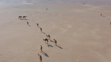 toma aérea de un rebaño de camellos caminando lentamente en el desierto árabe seco y caliente