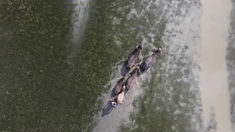 Birds-Eye-Over-Farmer-Herding-Group-Of-Buffalo-Across-Flooded-Rice-Paddy-Fields