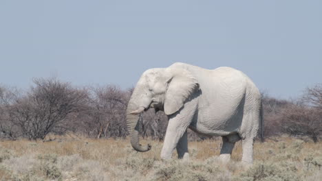 Elephant-Eating-Over-Wild-Savannah-In-Southern-Africa