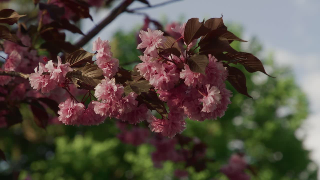 Close Up of Dark Pink Vibrant Flowers Blossoming on Tree with Blue Sky's