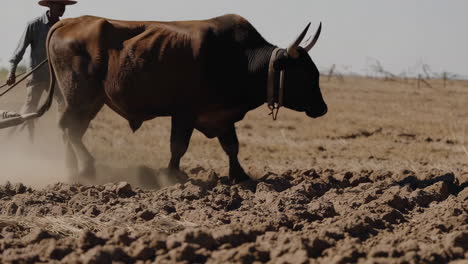 traditional plowing with oxen in a field