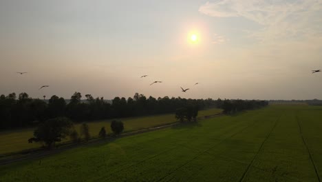 Birds Flying Over Paddy Fields with Sunset in Thailand.