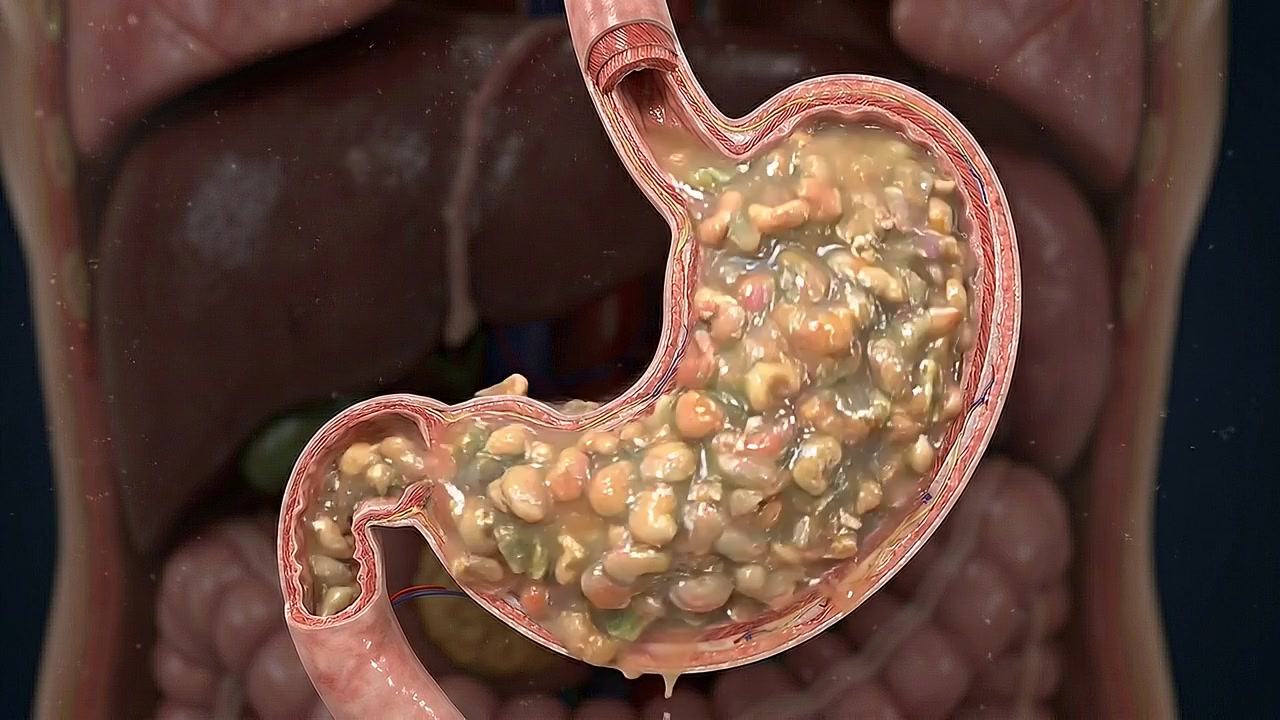 3D Medical Animation of Human Stomach Digestion Process