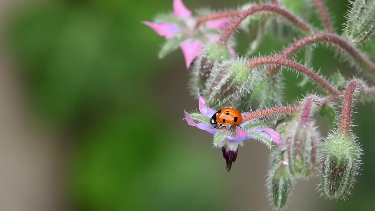 A Seven-Spotted Ladybird, Coccinella septempunctata, on a Borage flower, Borago officinalis. Summer. UK