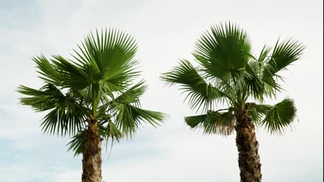 two european fan palms over sky daytime, static shot