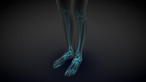 2 different 3d seamless looping animations in 1, female body side view - x-ray scan with organs and skeleton, medicine study illustration - 4k 60fps uhd