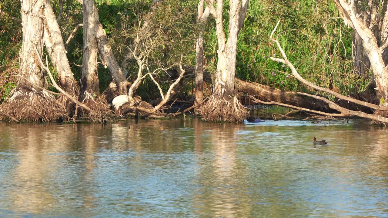 The Sandy Camp Road Wetlands Reserve, a white ibis perched on exposed roots, preening and grooming its feathers, common moorhens and Australasian swamphen swimming in the water