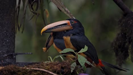 ecuador high mountain tuocans eating in mindo cloud forest