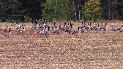 a flock of canada geese wandering and eating in a threshed pea field