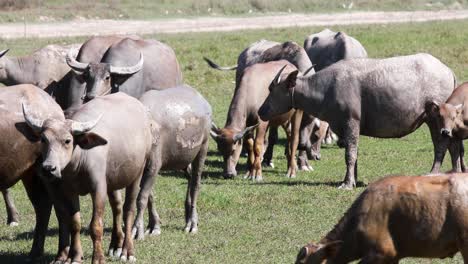 4k-Manada-De-Búfalos-Tailandeses-Caminando-En-Un-Campo-En-Tailandia