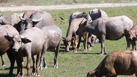 4k manada de búfalos tailandeses caminando en un campo en tailandia