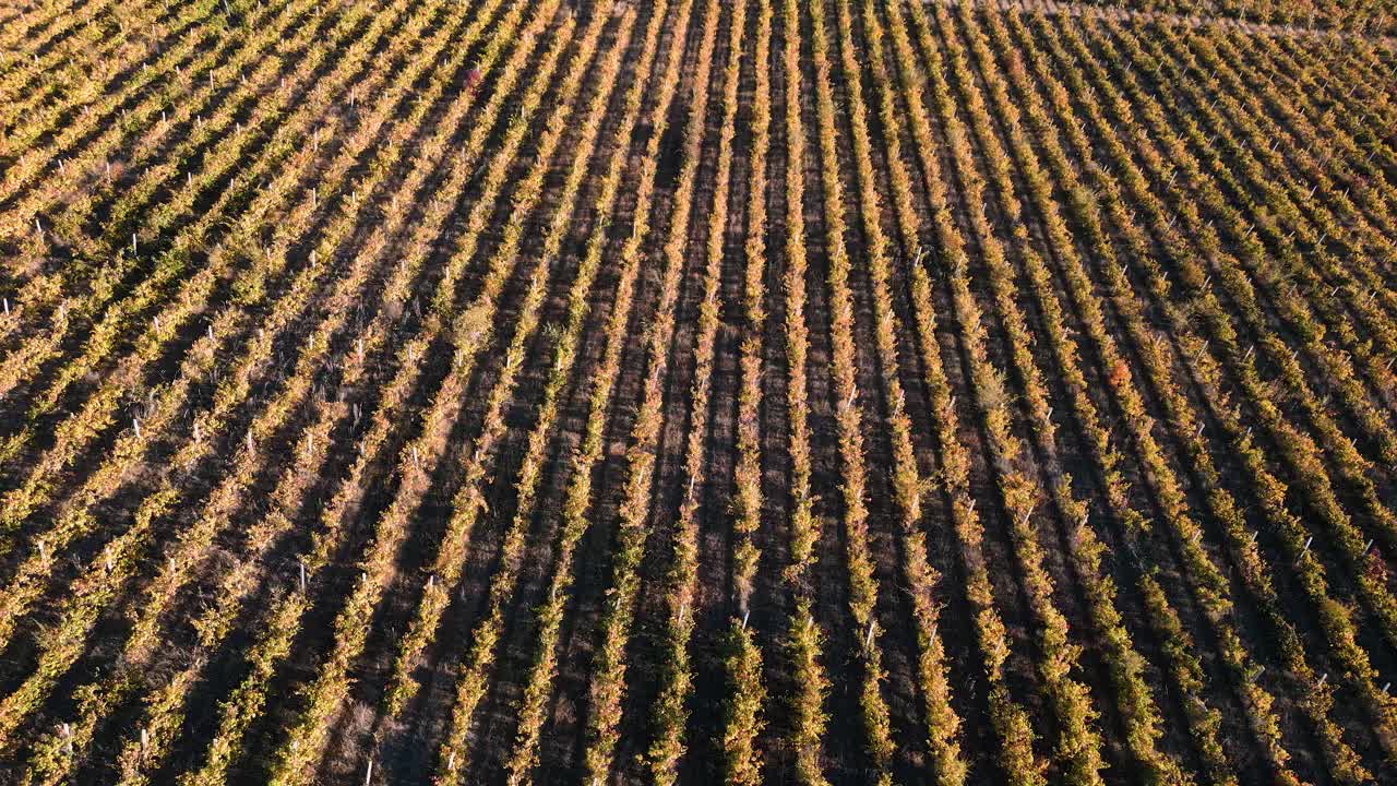 viñedo aéreo de vuelo de drones en las colinas en otoño - paso elevado a lo largo de las columnas de palos de vid listos para cosechar cerca de la capital chisinau en la república de moldavia - vista de pájaro 2022