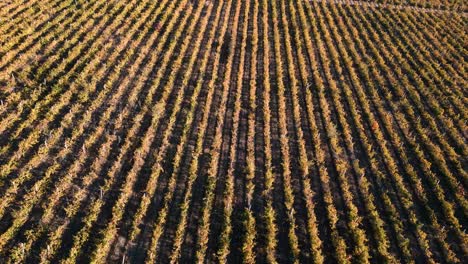 Luftdrohnenflug-Weinberg-In-Den-Hügeln-Im-Herbst---Überführung-Entlang-Der-Erntereifen-Rebstocksäulen-In-Der-Nähe-Der-Hauptstadt-Chisinau-In-Der-Republik-Moldau---Vogelperspektive-2022