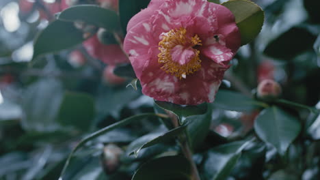 cerca de una hermosa flor rosa con abejas recogiendo polen en el jardín de primavera