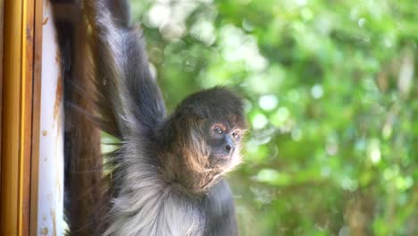 Spider-monkey-hanging-around-looking-at-camera-close-up