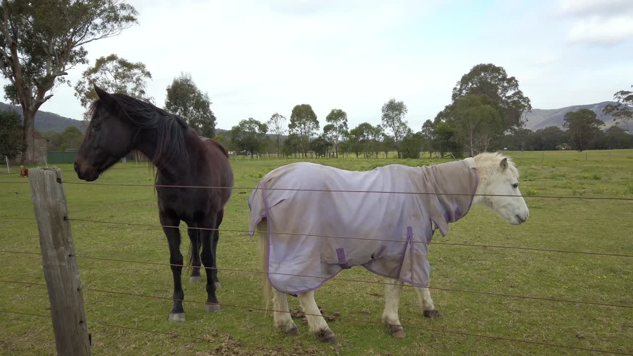 caballos blancos y negros están comiendo hierba en el campo en los suburbios de sydney