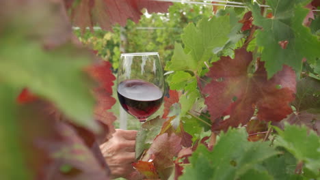 Red-wine-tasting-in-vineyards-countryside-in-Langhe,-Piedmont