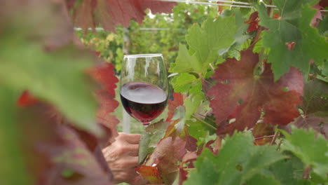 red wine tasting in vineyards countryside in langhe, piedmont