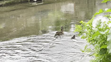 Una-Gran-Familia-De-Patos-Tratando-De-Navegar-Contra-La-Fuerte-Corriente,-La-Madre-Pato-Se-Asusta-Porque-Los-Patitos-Tienen-Dificultades-Para-Mantenerse-Juntos-Y-Quedarse-Con-Ella