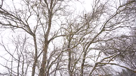 leafless branches with snow in winter, white sky background, still frozen trees