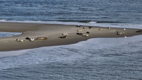 Seals-sunbathing-on-sandbank-of-Dutch-river-delta