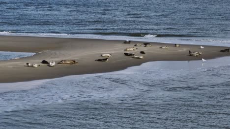 seals sunbathing on sandbank of dutch river delta