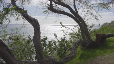 a static shot of the pacific ocean through bendy trees on the coastline of oahu hawaii