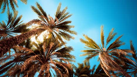 Palm-trees-at-Santa-Monica-beach