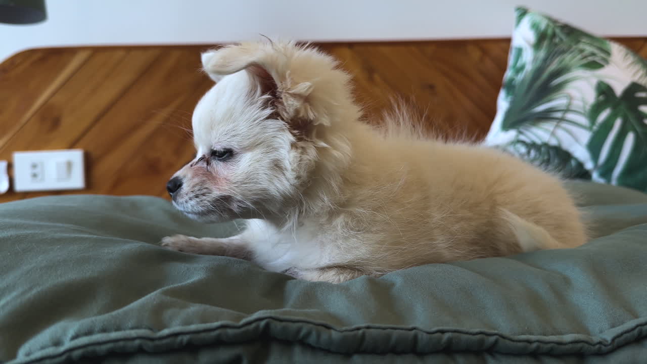 White Pomeranian Dog Falling Asleep on Green Bed Mattress in Cozy Home