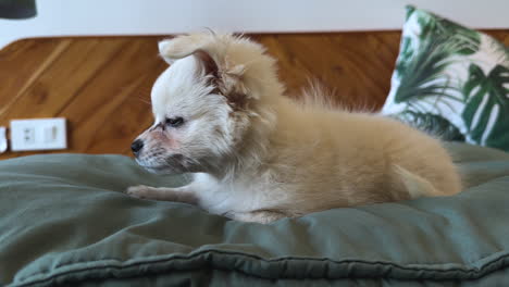 white pomeranian dog falling asleep on green bed mattress in cozy home