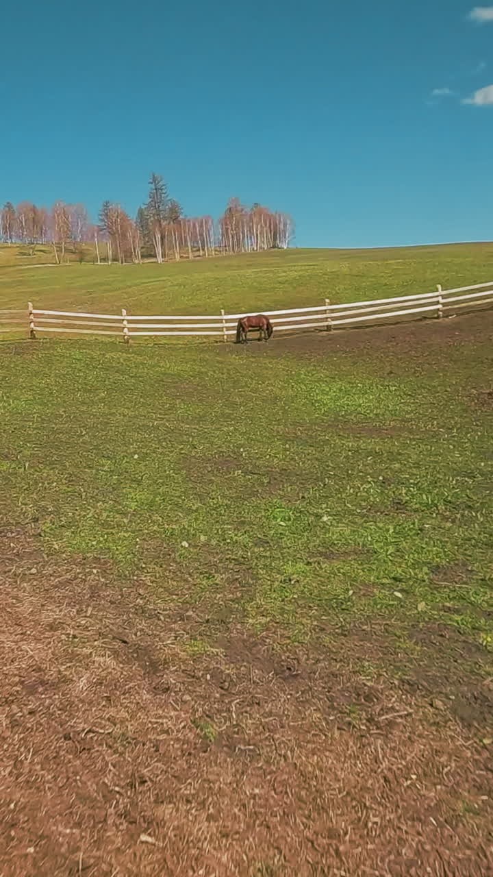 tranquilo caballo buckeye descansa de pie junto a una valla de madera en un gran corral redondo en el primer punto de vista del día de otoño. animales equinos pastan en el área bordeada en cámara lenta