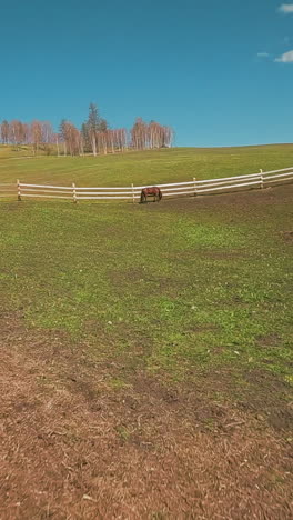 tranquil buckeye horse rests standing by wooden fence on large round paddock on autumn day first point view. equine animal grazes on bordered area slow motion