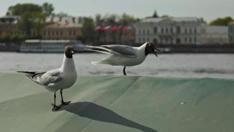 seabird against the background of the river overlooking the beautiful city